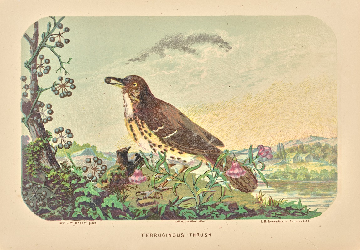 Charles Wilkins Webber - Ferruginous thrush