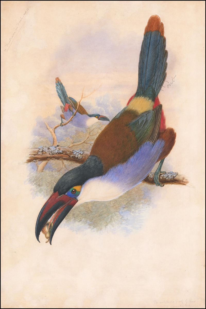 William Matthew Hart - Black-Billed Mountain Toucan (Andigena nigrirostris)