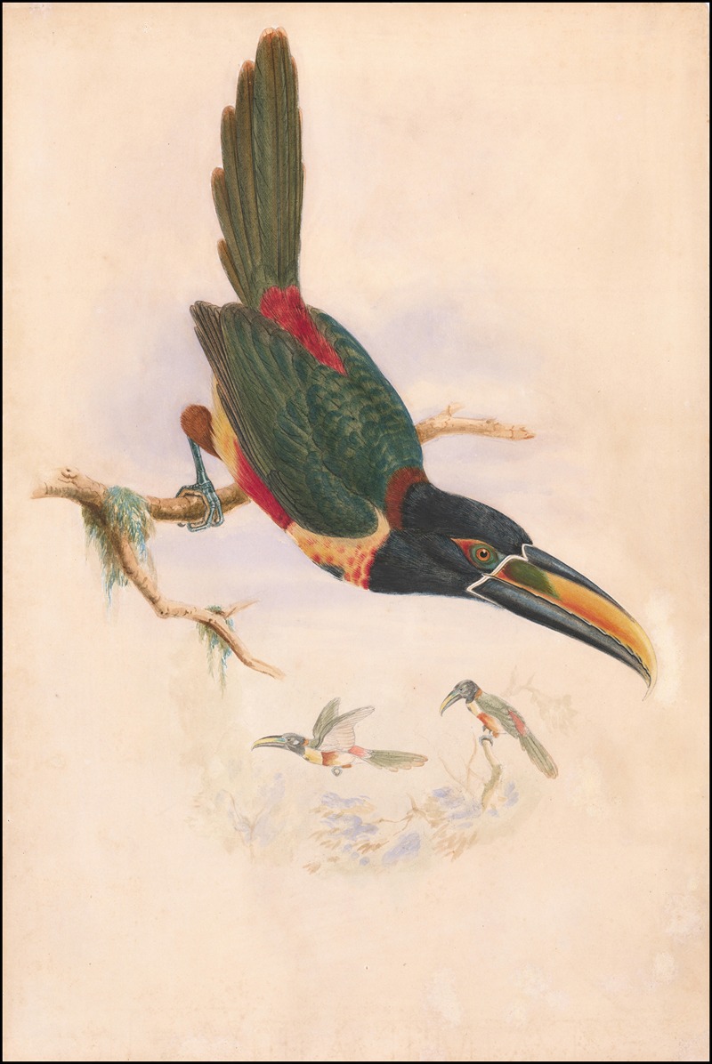 William Matthew Hart - Central American aracari