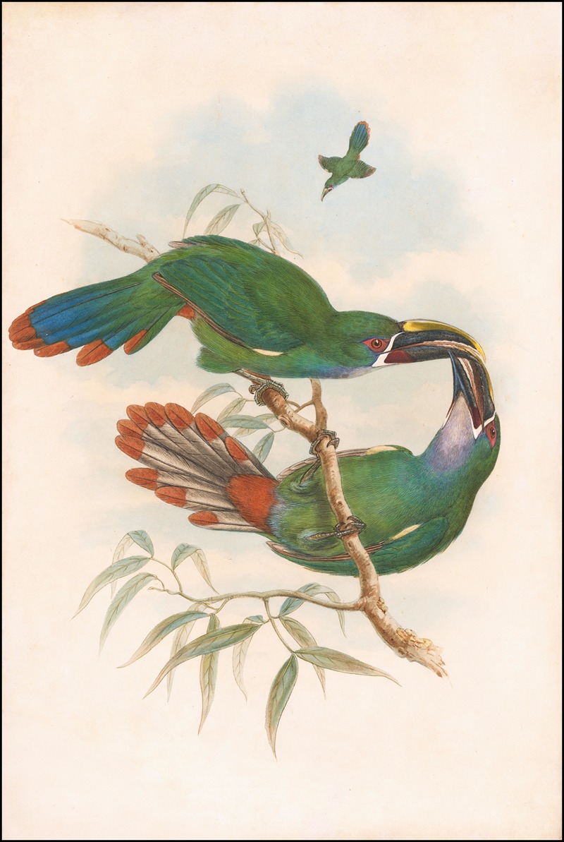 William Matthew Hart - Northern Andean or Grey-throated Toucanet (Aulacorhynchus albivitta or griseigularis)