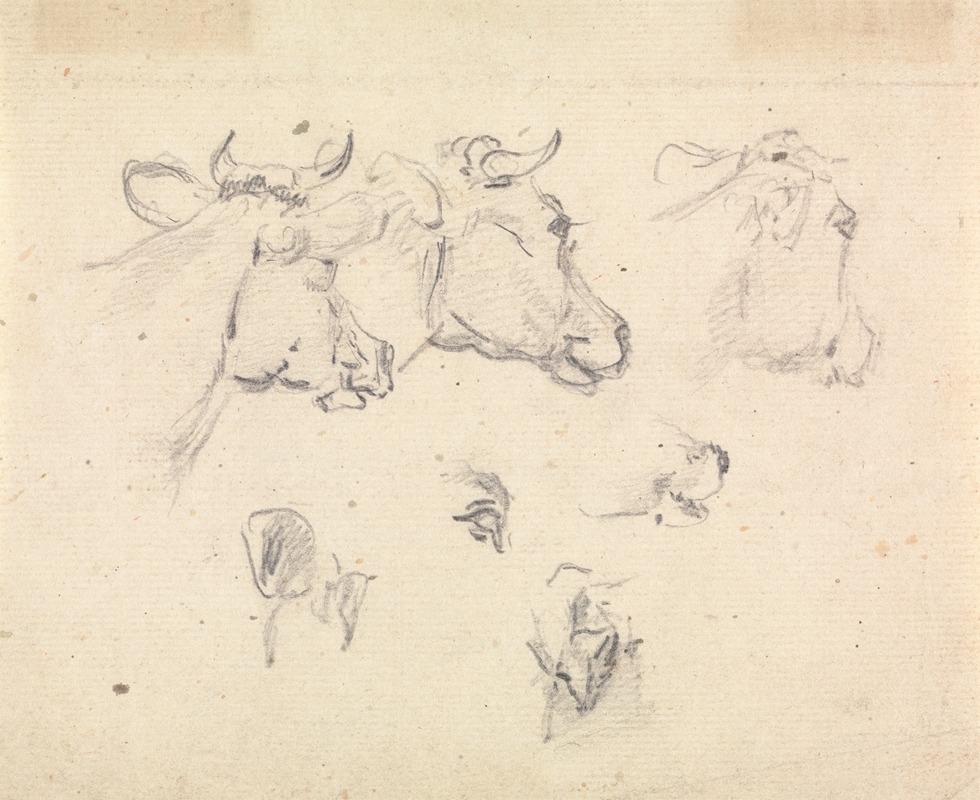 Sawrey Gilpin - Studies of a cow’s head