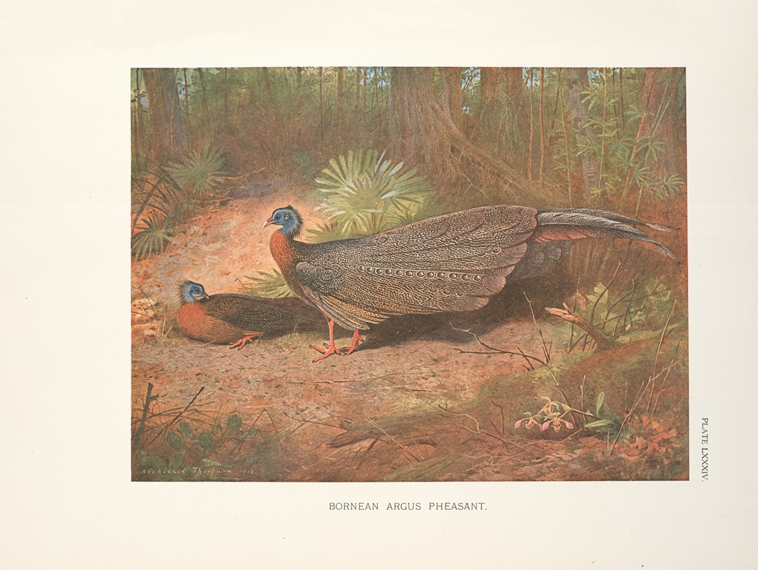 Archibald Thorburn - Bornean Argus Pheasant (Argusianus grayi).