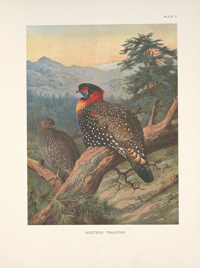 Archibald Thorburn - Western Tragopan (Tragopan melanocephalus).