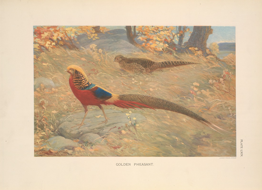 Charles Robert Knight - Golden Pheasant (Chrysolophus pictus).