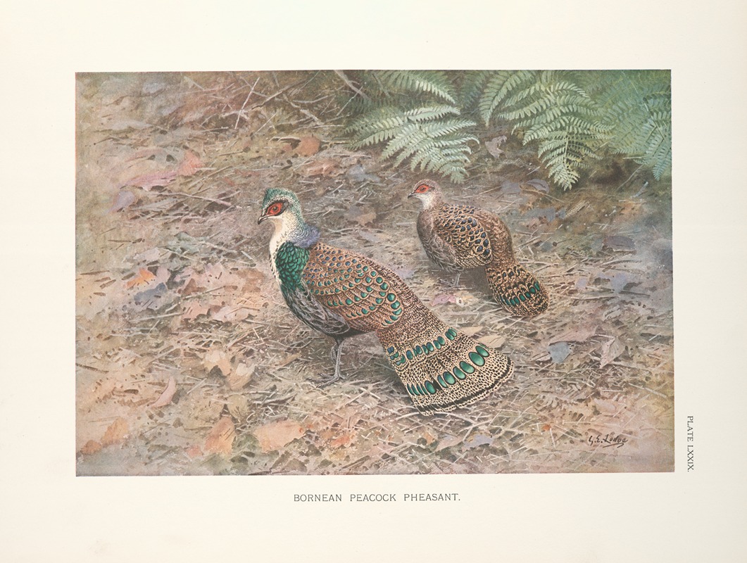 George Edward Lodge - Bornean Peacock Pheasant (Polyplectron schleiermacheri).