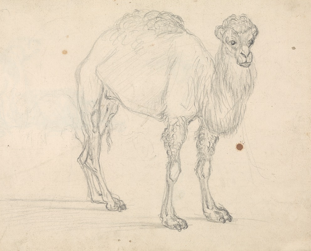 Sawrey Gilpin - Study of a Camel facing right