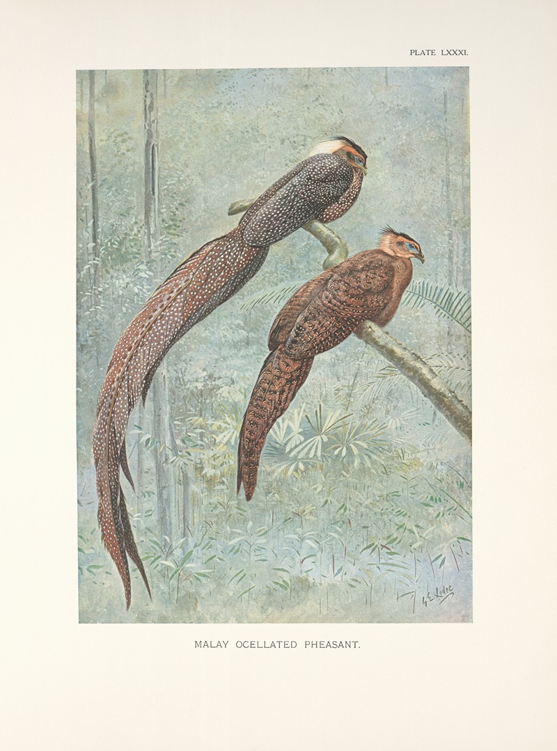 George Edward Lodge - Malay Ocellated Pheasant (Rheinardius nigrescens).