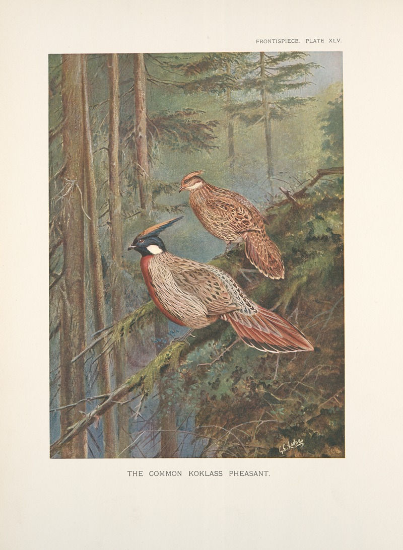 George Edward Lodge - The common Koklass pheasants (Pucrasia macrolopha macrolopha).