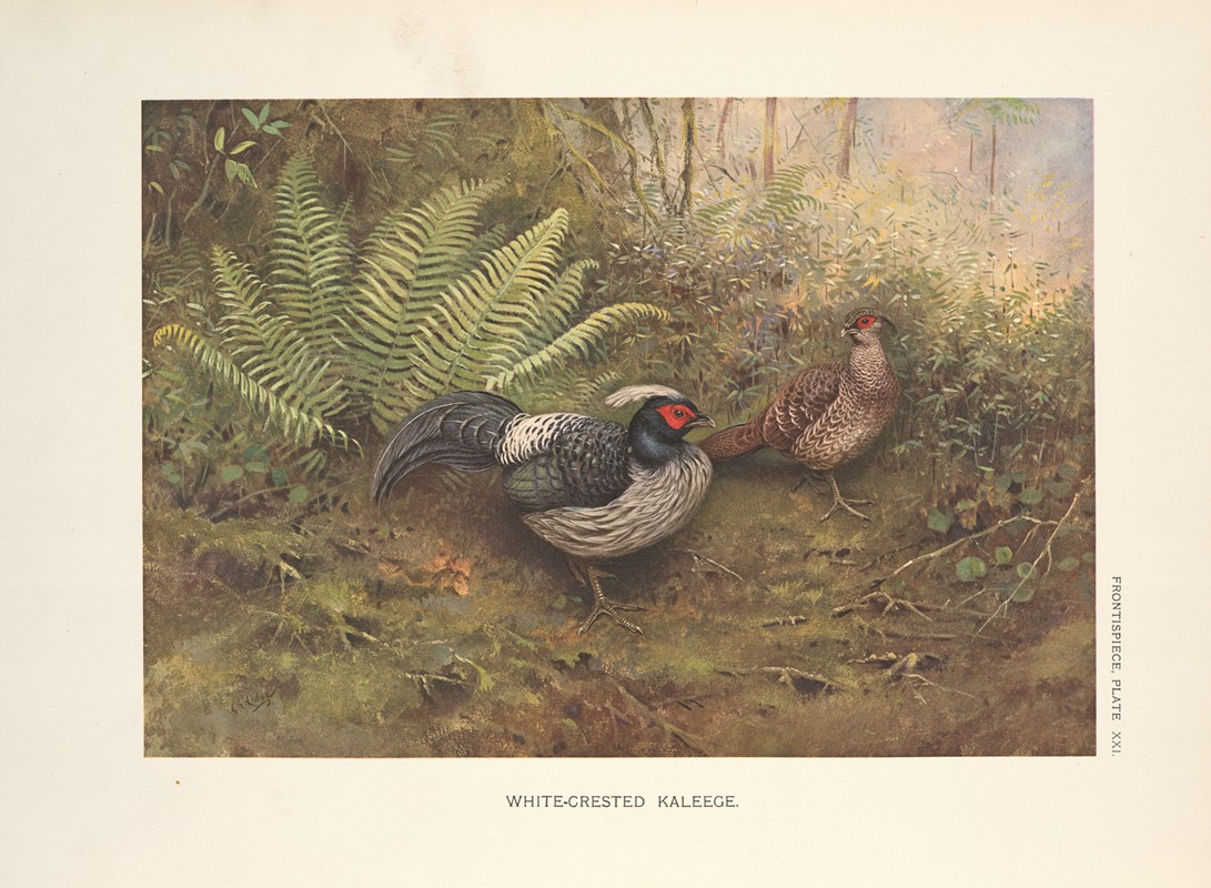 George Edward Lodge - White-Crested Kaleege (Gennaeus albocristatus).