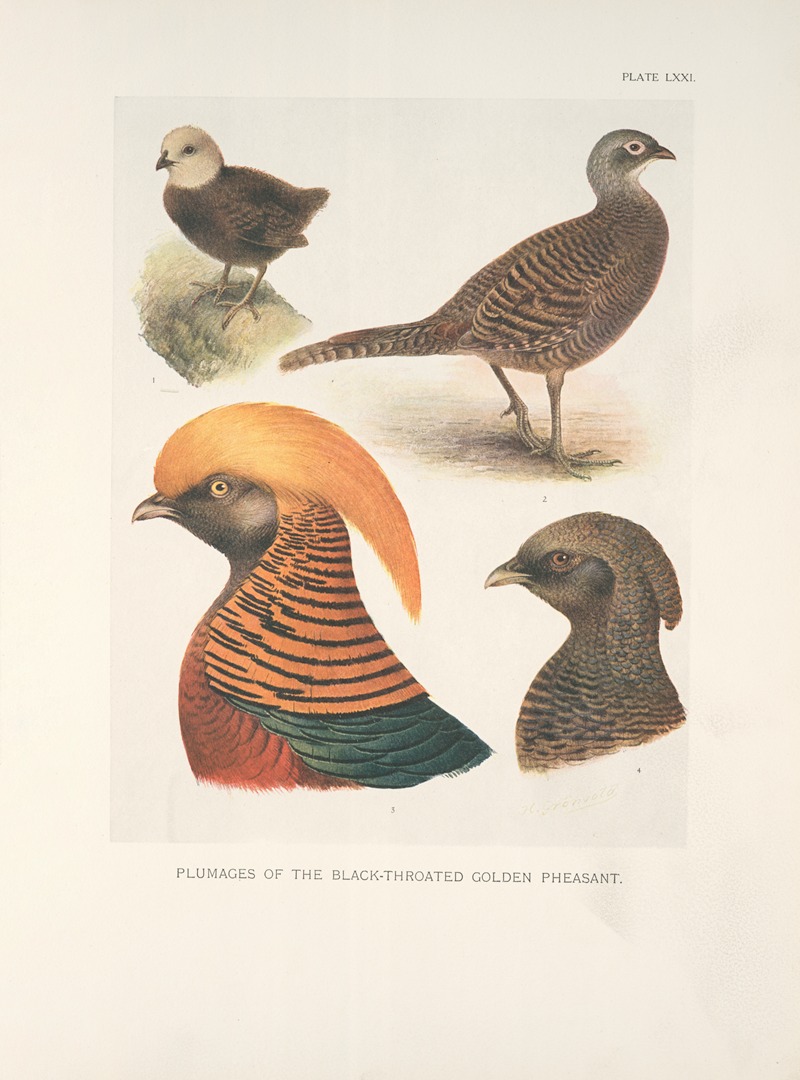 Henrik Gronvold - Plumages of the Black-throated Golden Pheasant (Chrysopolus pictus, var. obscurus).