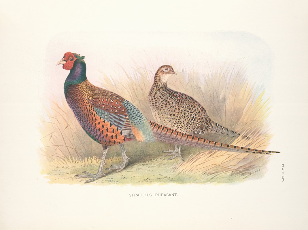 Henry Jones - Strauch’s Pheasant (Phasianus colchicus strauchi).