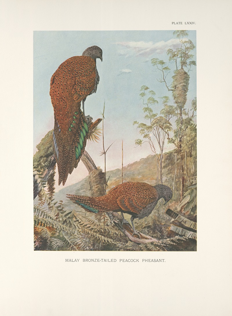 Louis Agassiz Fuertes - Malay Bronze-tailed Peacock Pheasant (Chalcurus inopinatus).