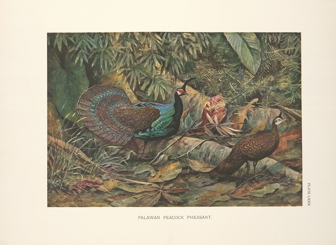 Louis Agassiz Fuertes - Palawan Peacock Pheasant (Polyplectron napoleonis).