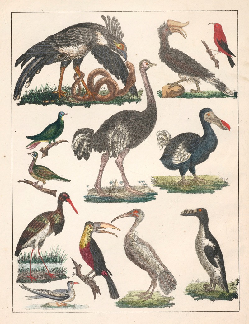 Anton Benedikt Reichenbach - Natural History (Galerya obrazowa zwiérząt czyli Historya naturalna) Pl.03