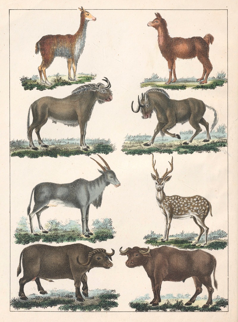 Anton Benedikt Reichenbach - Natural History (Galerya obrazowa zwiérząt czyli Historya naturalna) Pl.05