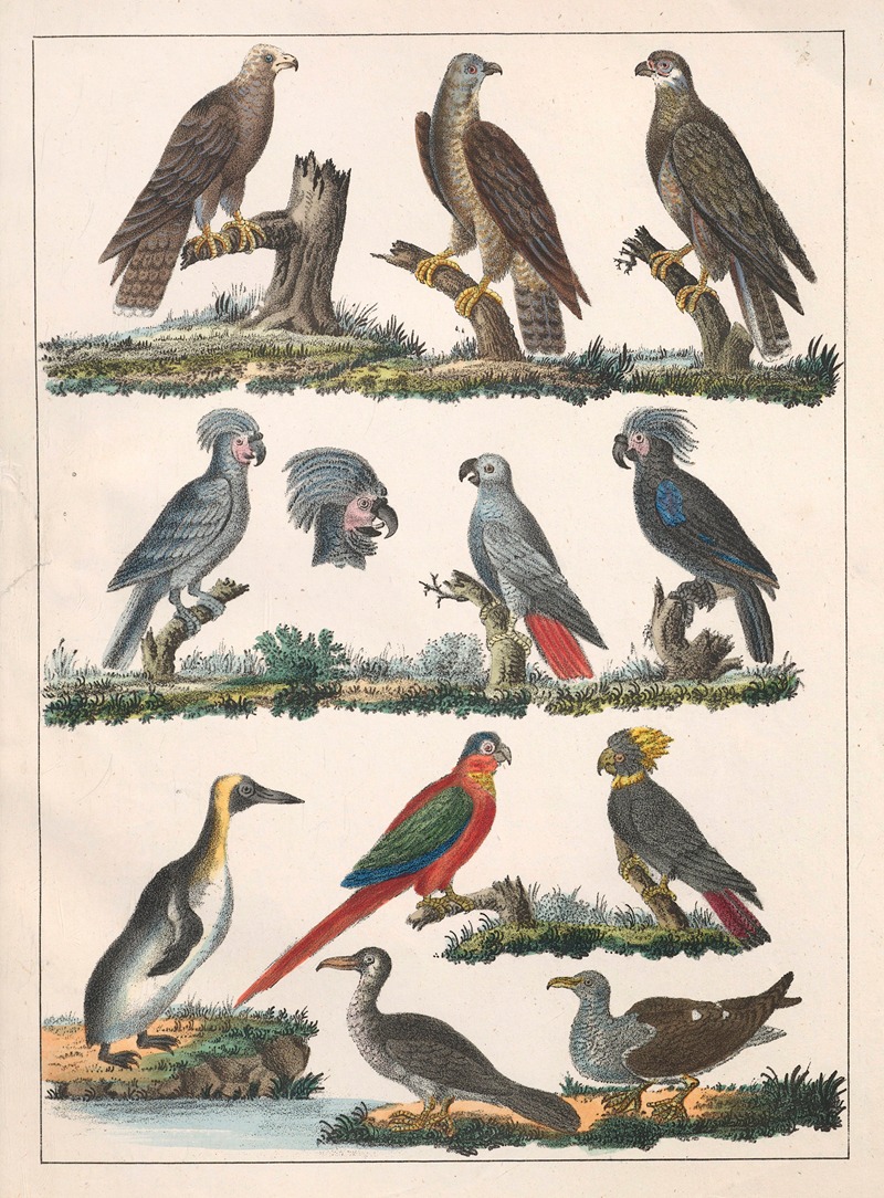 Anton Benedikt Reichenbach - Natural History (Galerya obrazowa zwiérząt czyli Historya naturalna) Pl.06