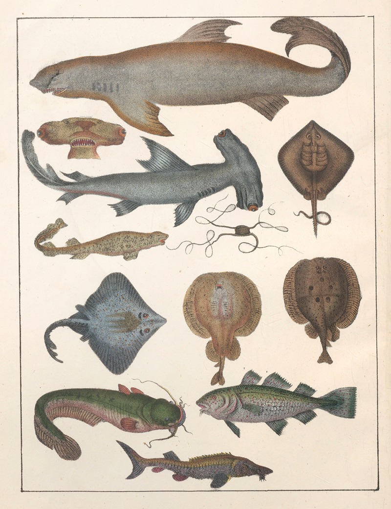 Anton Benedikt Reichenbach - Natural History (Galerya obrazowa zwiérząt czyli Historya naturalna) Pl.07