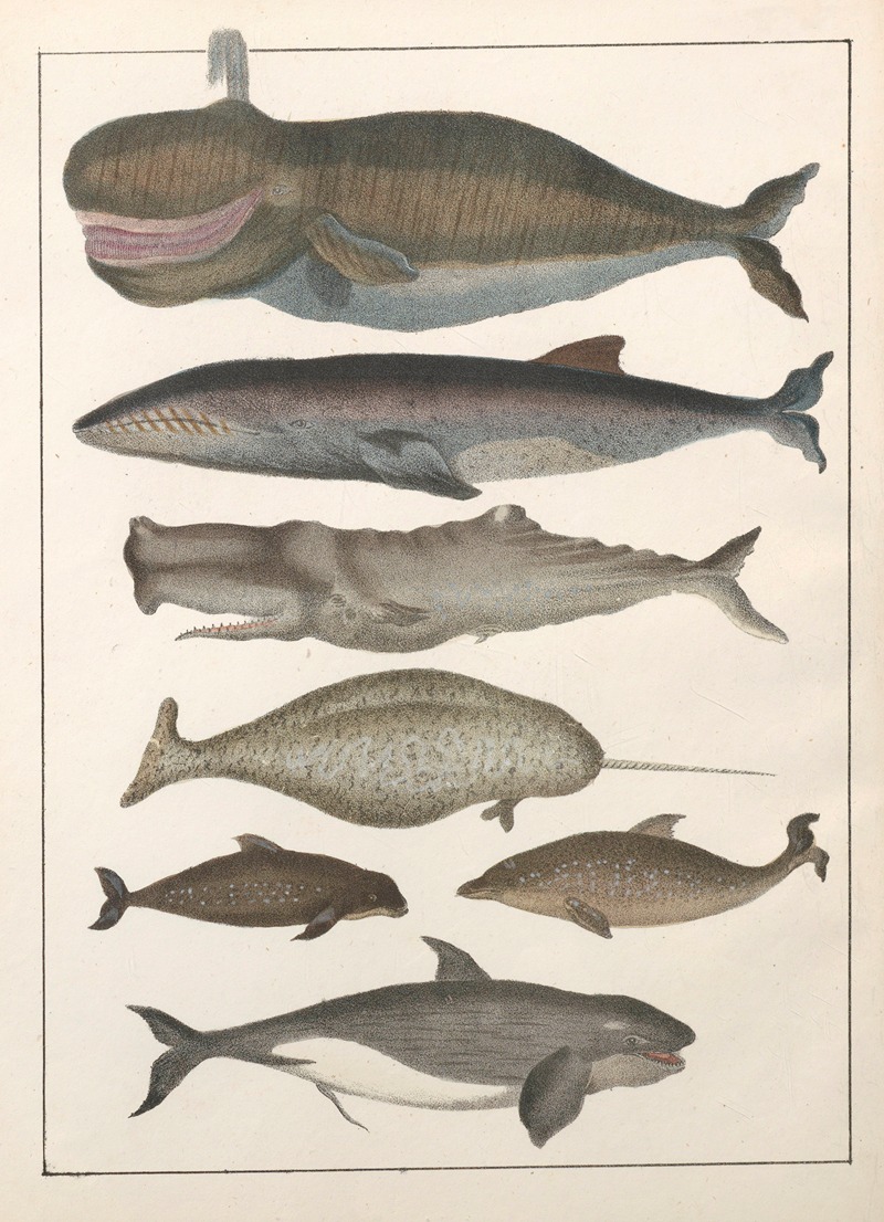 Anton Benedikt Reichenbach - Natural History (Galerya obrazowa zwiérząt czyli Historya naturalna) Pl.09