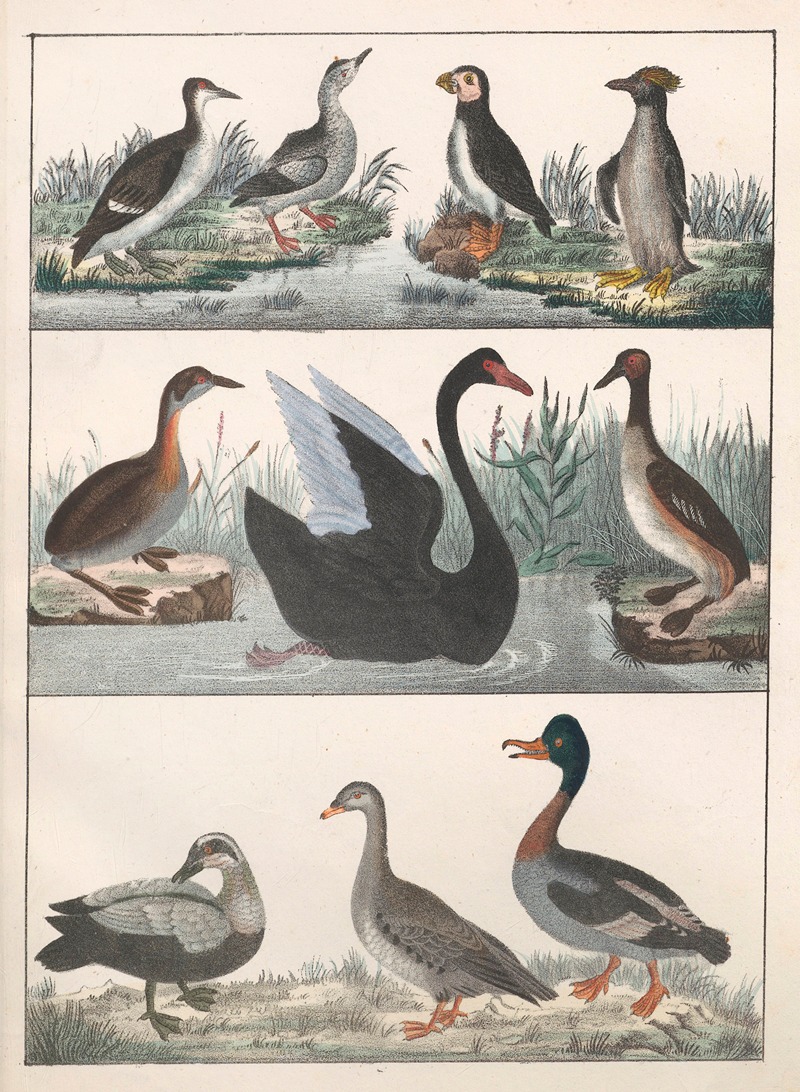 Anton Benedikt Reichenbach - Natural History (Galerya obrazowa zwiérząt czyli Historya naturalna) Pl.10