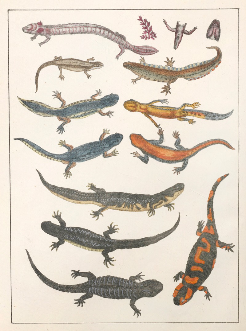 Anton Benedikt Reichenbach - Natural History (Galerya obrazowa zwiérząt czyli Historya naturalna) Pl.11