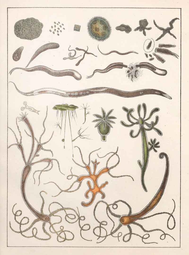 Anton Benedikt Reichenbach - Natural History (Galerya obrazowa zwiérząt czyli Historya naturalna) Pl.12