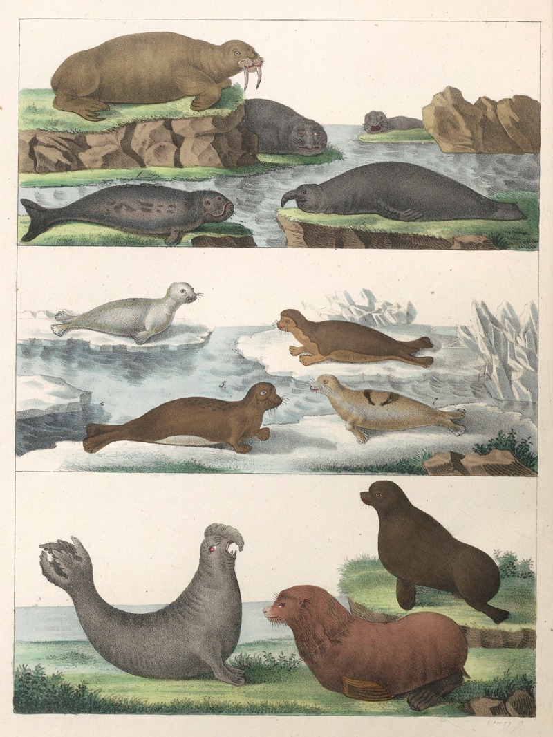 Anton Benedikt Reichenbach - Natural History (Galerya obrazowa zwiérząt czyli Historya naturalna) Pl.13