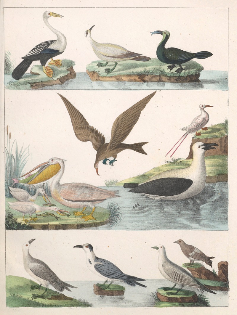 Anton Benedikt Reichenbach - Natural History (Galerya obrazowa zwiérząt czyli Historya naturalna) Pl.14