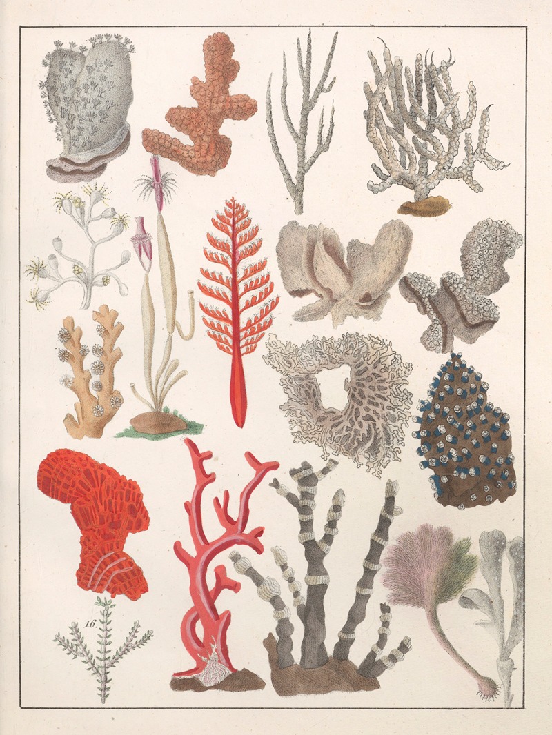 Anton Benedikt Reichenbach - Natural History (Galerya obrazowa zwiérząt czyli Historya naturalna) Pl.16