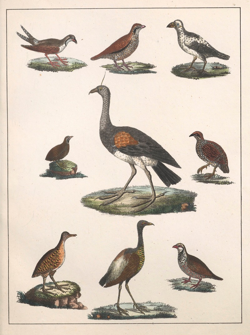Anton Benedikt Reichenbach - Natural History (Galerya obrazowa zwiérząt czyli Historya naturalna) Pl.18