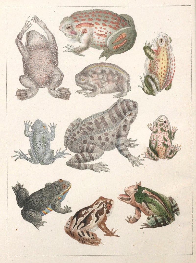Anton Benedikt Reichenbach - Natural History (Galerya obrazowa zwiérząt czyli Historya naturalna) Pl.19