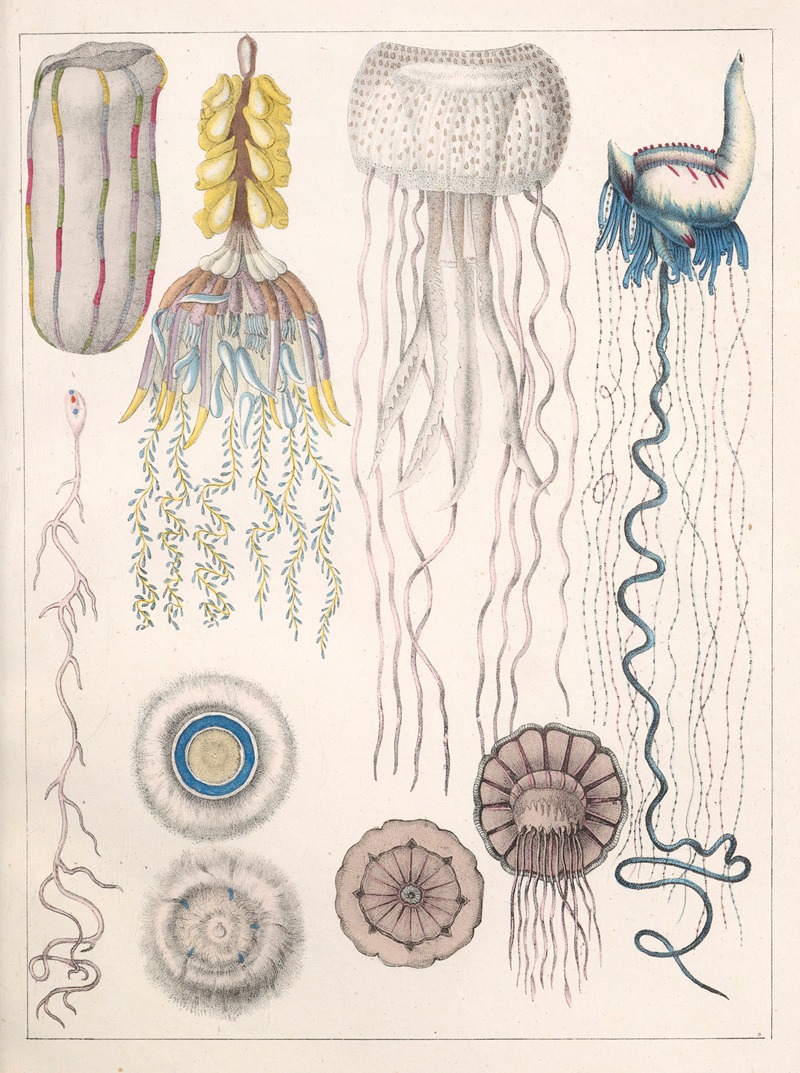 Anton Benedikt Reichenbach - Natural History (Galerya obrazowa zwiérząt czyli Historya naturalna) Pl.20