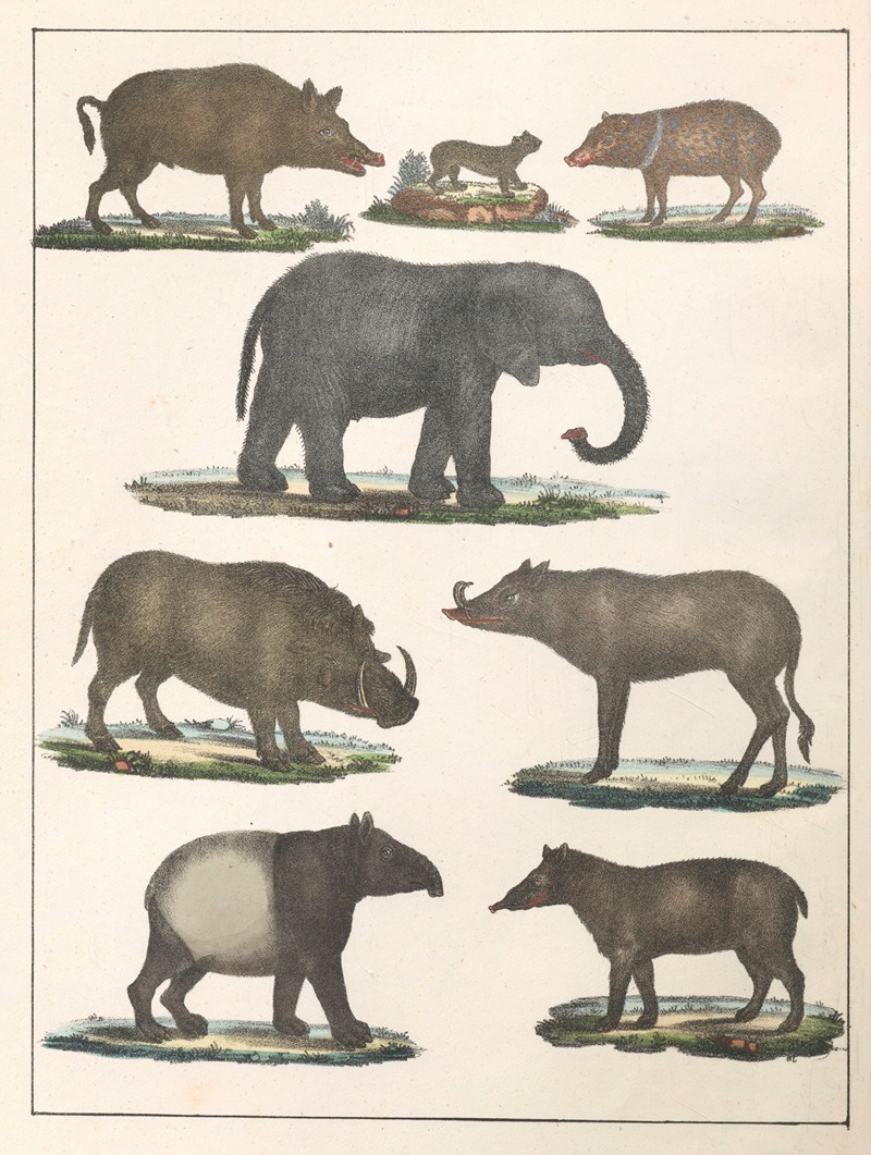 Anton Benedikt Reichenbach - Natural History (Galerya obrazowa zwiérząt czyli Historya naturalna) Pl.21