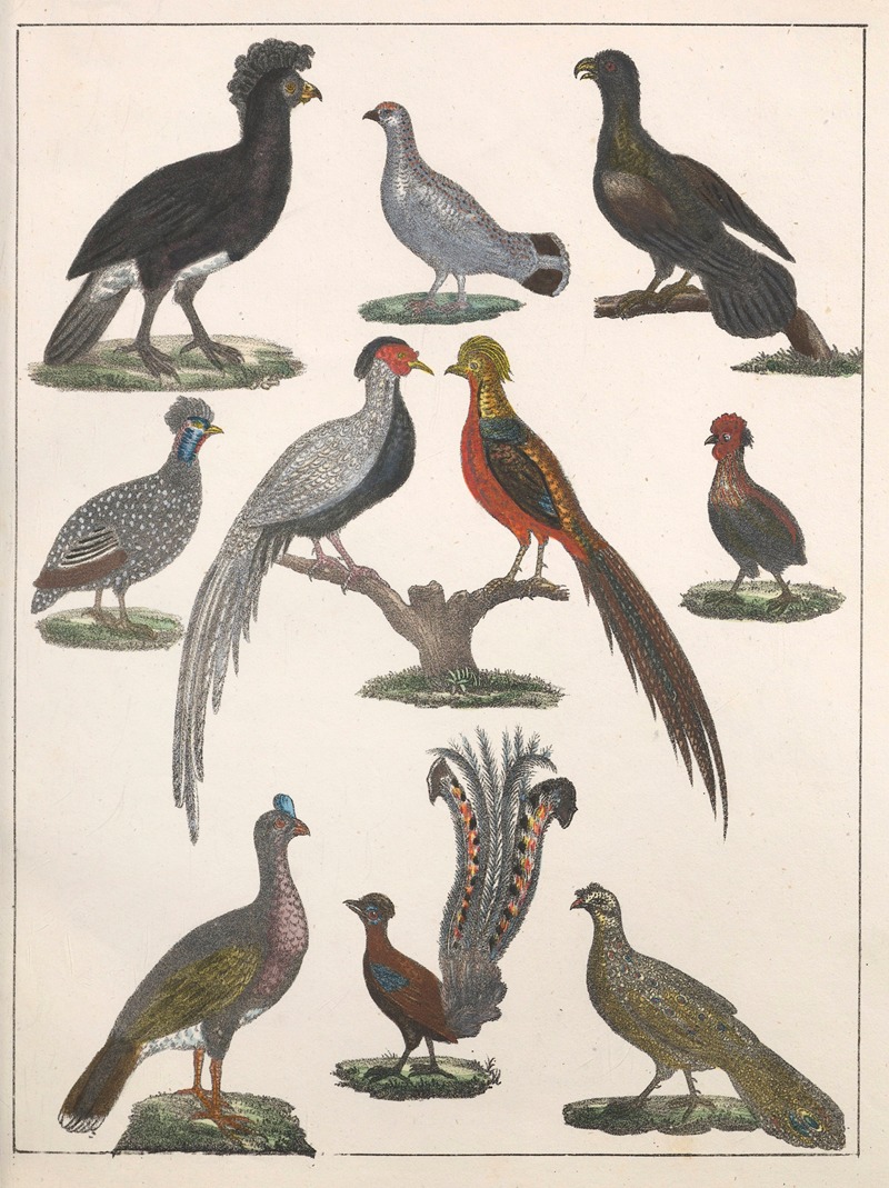 Anton Benedikt Reichenbach - Natural History (Galerya obrazowa zwiérząt czyli Historya naturalna) Pl.22