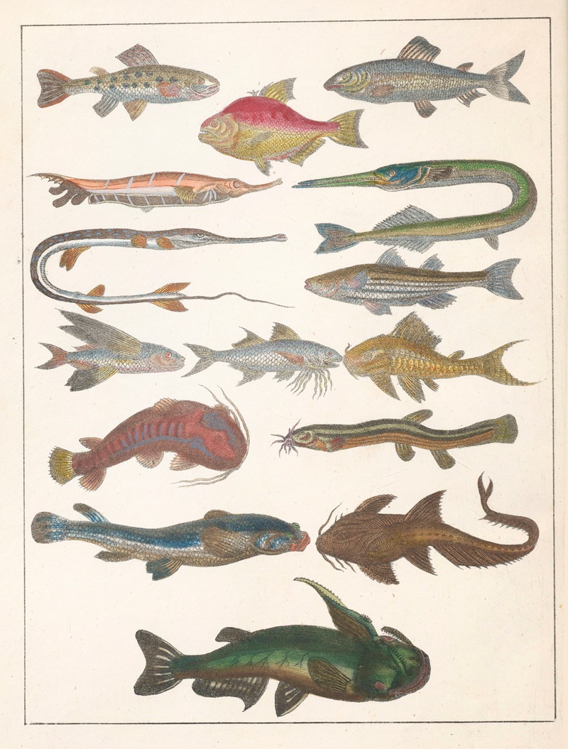 Anton Benedikt Reichenbach - Natural History (Galerya obrazowa zwiérząt czyli Historya naturalna) Pl.23