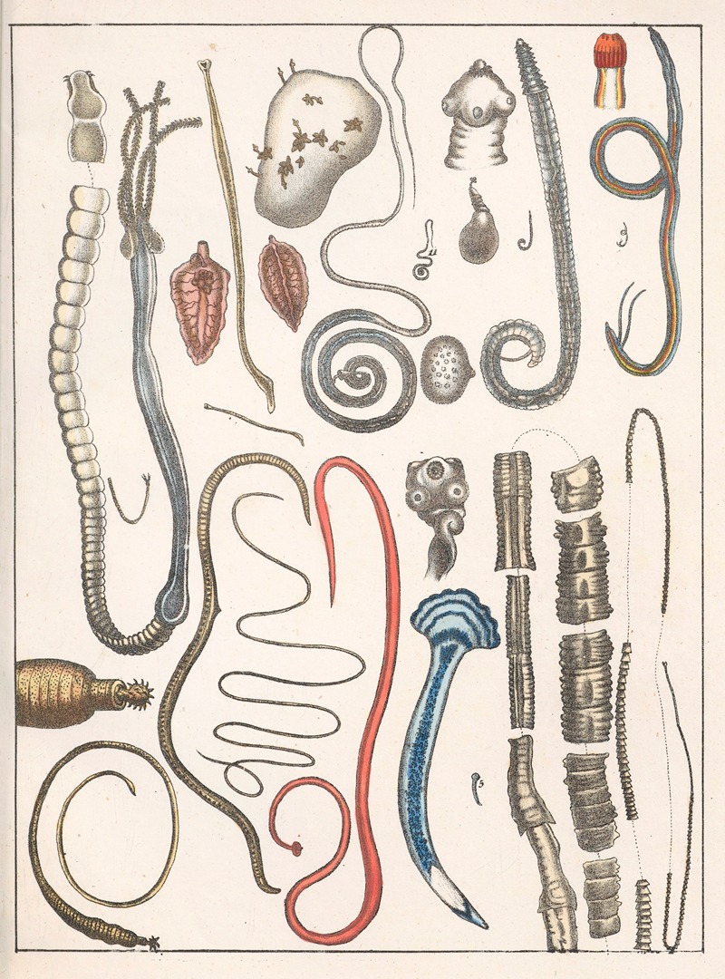 Anton Benedikt Reichenbach - Natural History (Galerya obrazowa zwiérząt czyli Historya naturalna) Pl.24