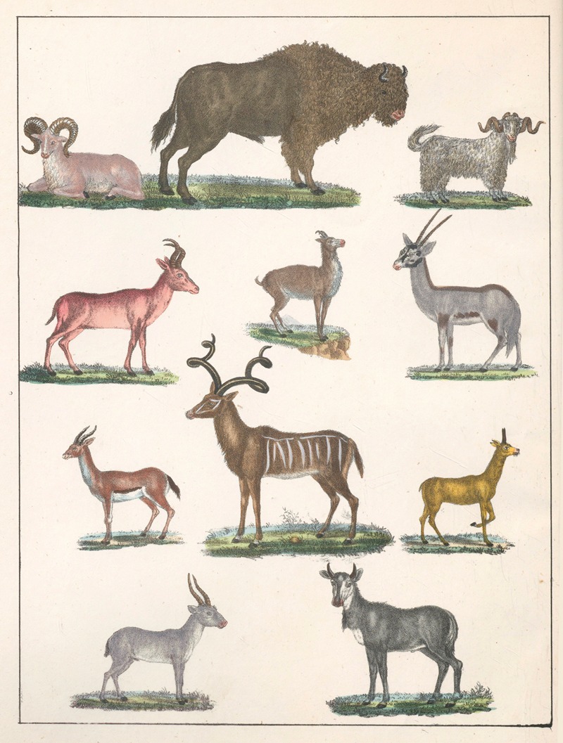 Anton Benedikt Reichenbach - Natural History (Galerya obrazowa zwiérząt czyli Historya naturalna) Pl.25