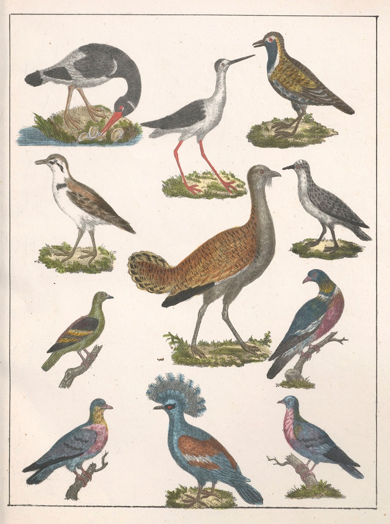 Anton Benedikt Reichenbach - Natural History (Galerya obrazowa zwiérząt czyli Historya naturalna) Pl.26
