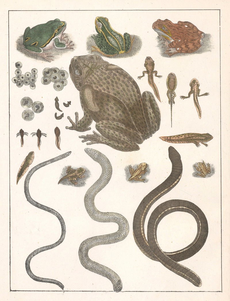 Anton Benedikt Reichenbach - Natural History (Galerya obrazowa zwiérząt czyli Historya naturalna) Pl.27