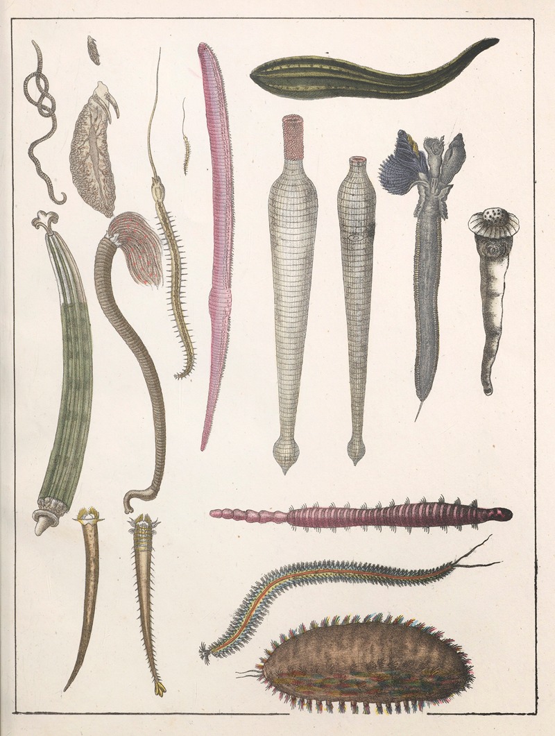 Anton Benedikt Reichenbach - Natural History (Galerya obrazowa zwiérząt czyli Historya naturalna) Pl.28