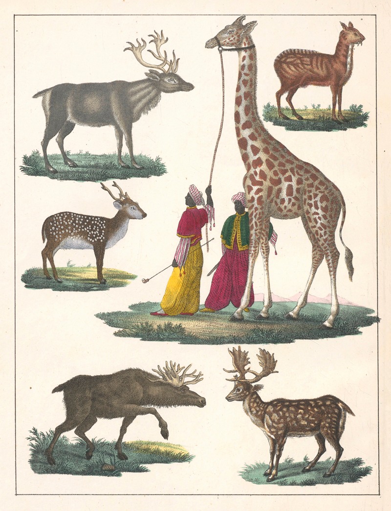 Anton Benedikt Reichenbach - Natural History (Galerya obrazowa zwiérząt czyli Historya naturalna) Pl.29