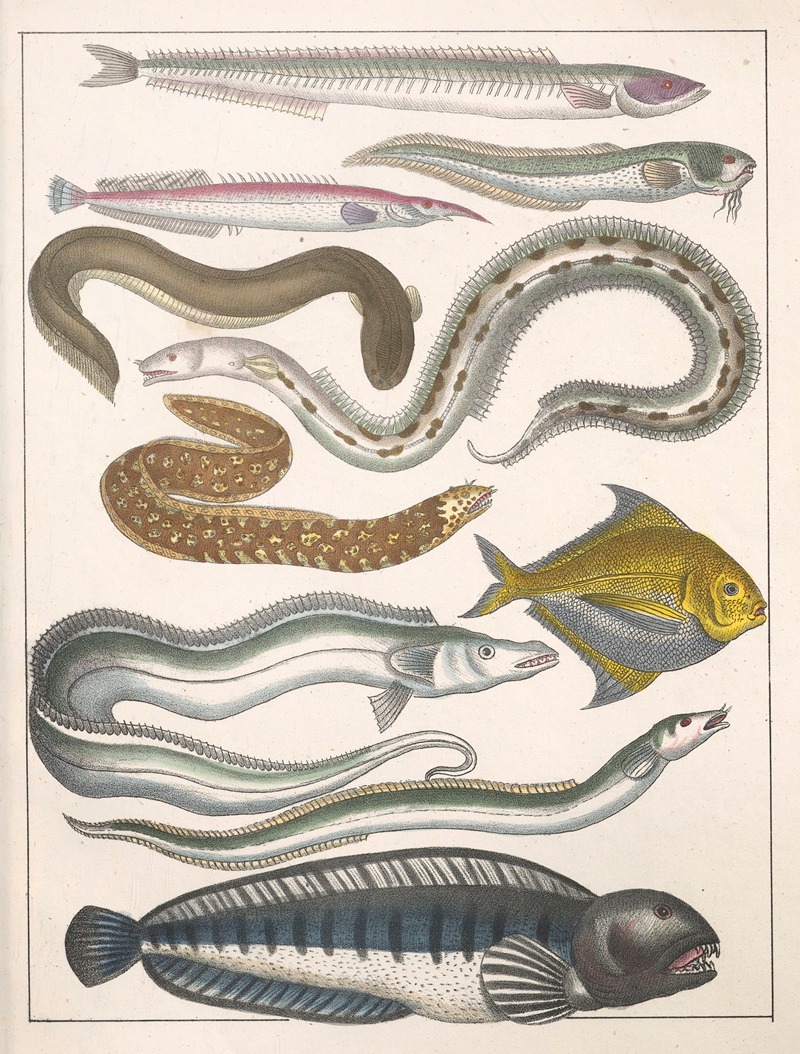 Anton Benedikt Reichenbach - Natural History (Galerya obrazowa zwiérząt czyli Historya naturalna) Pl.31