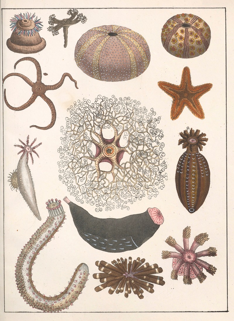 Anton Benedikt Reichenbach - Natural History (Galerya obrazowa zwiérząt czyli Historya naturalna) Pl.32