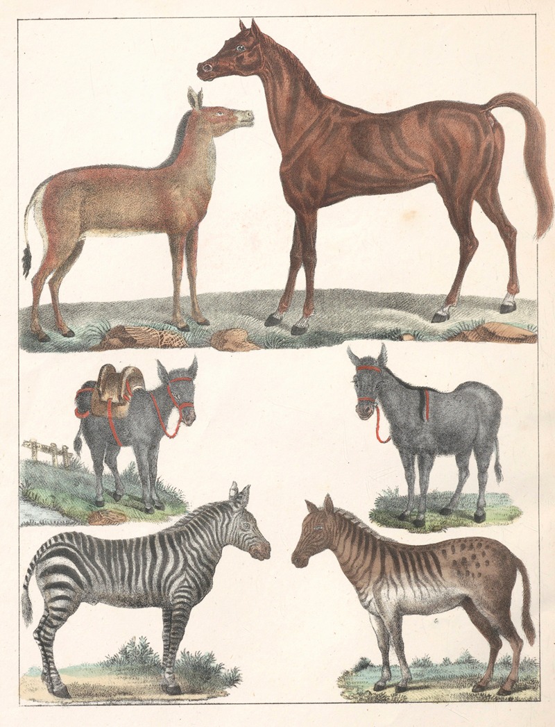 Anton Benedikt Reichenbach - Natural History (Galerya obrazowa zwiérząt czyli Historya naturalna) Pl.33