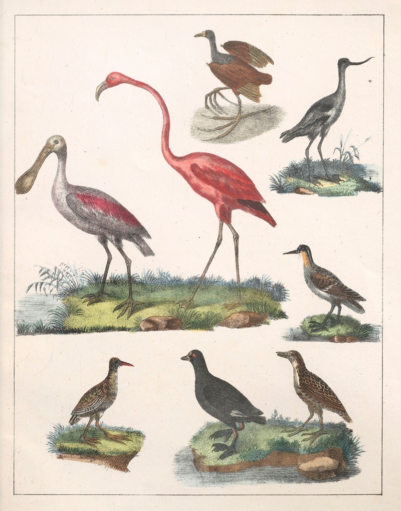 Anton Benedikt Reichenbach - Natural History (Galerya obrazowa zwiérząt czyli Historya naturalna) Pl.34