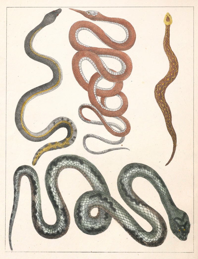 Anton Benedikt Reichenbach - Natural History (Galerya obrazowa zwiérząt czyli Historya naturalna) Pl.35
