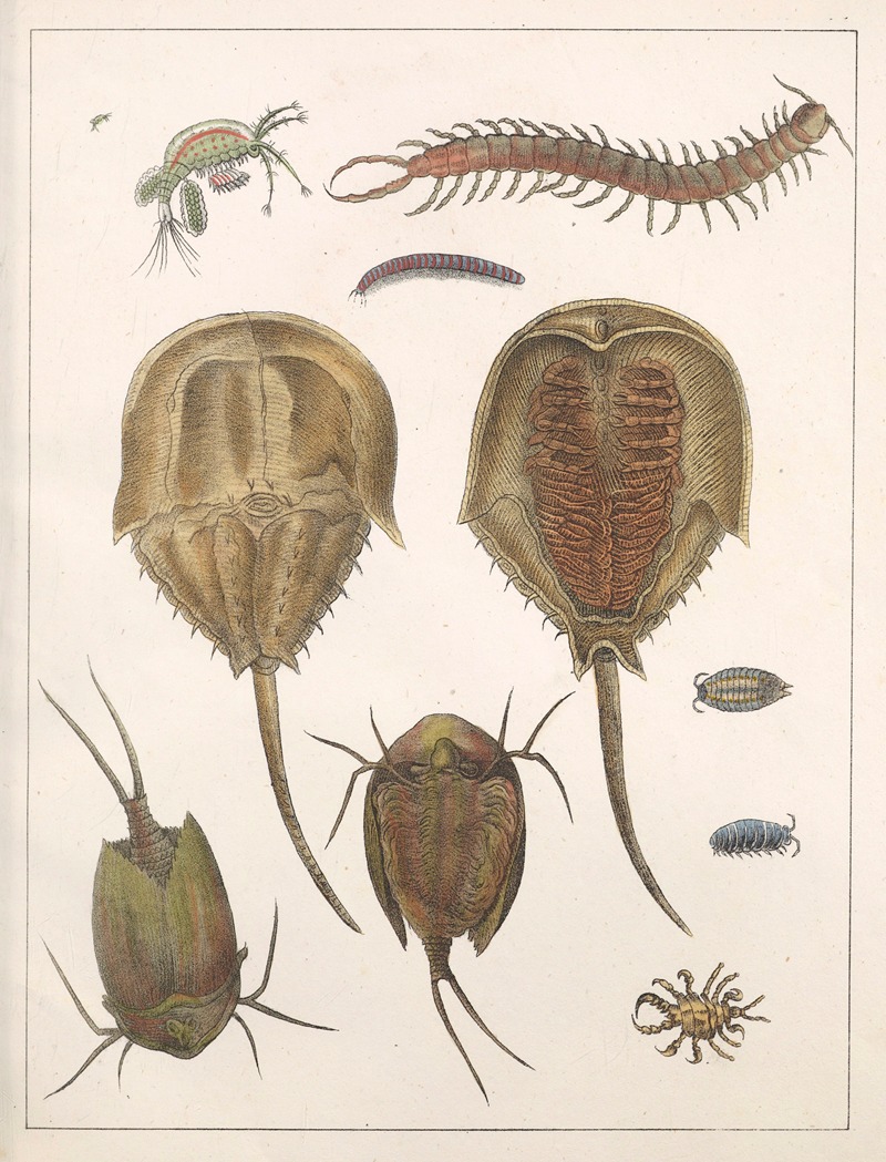 Anton Benedikt Reichenbach - Natural History (Galerya obrazowa zwiérząt czyli Historya naturalna) Pl.36
