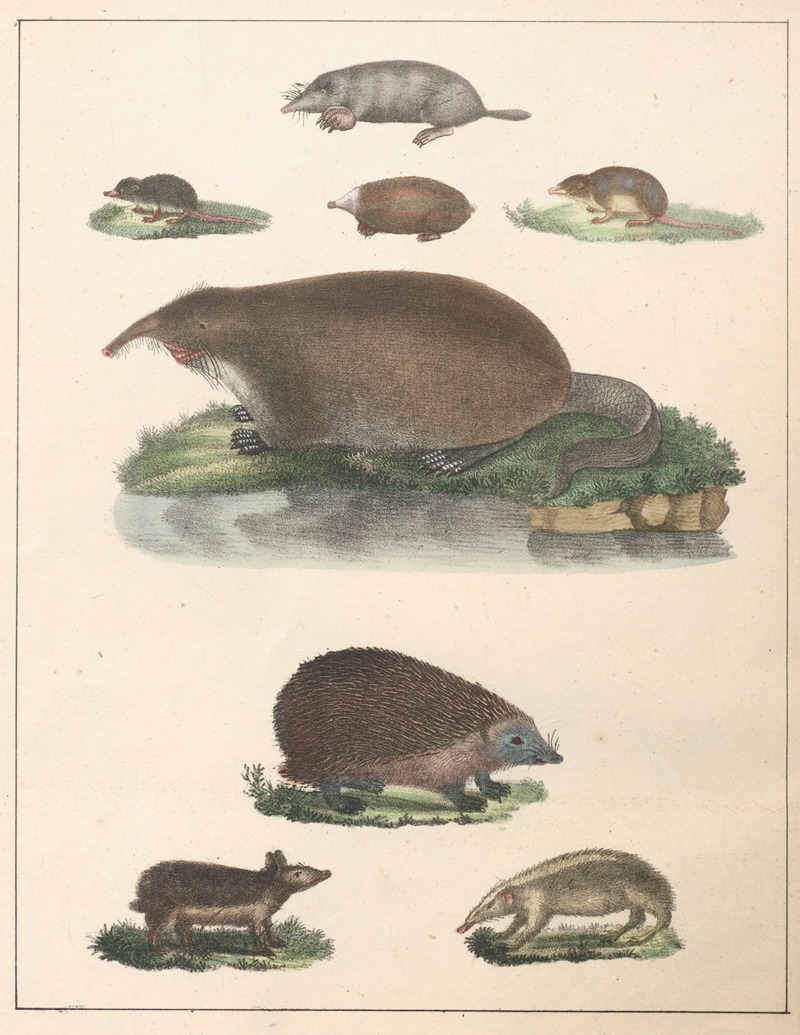 Anton Benedikt Reichenbach - Natural History (Galerya obrazowa zwiérząt czyli Historya naturalna) Pl.37