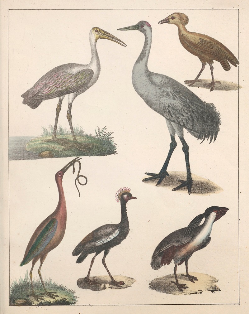 Anton Benedikt Reichenbach - Natural History (Galerya obrazowa zwiérząt czyli Historya naturalna) Pl.38