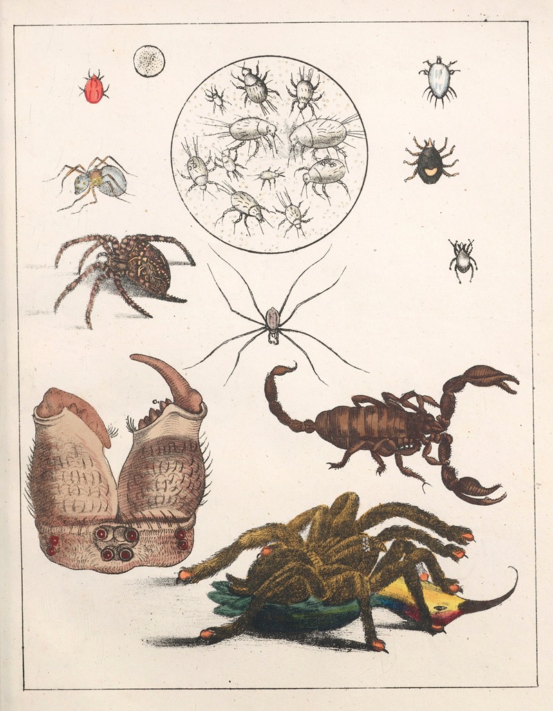 Anton Benedikt Reichenbach - Natural History (Galerya obrazowa zwiérząt czyli Historya naturalna) Pl.40