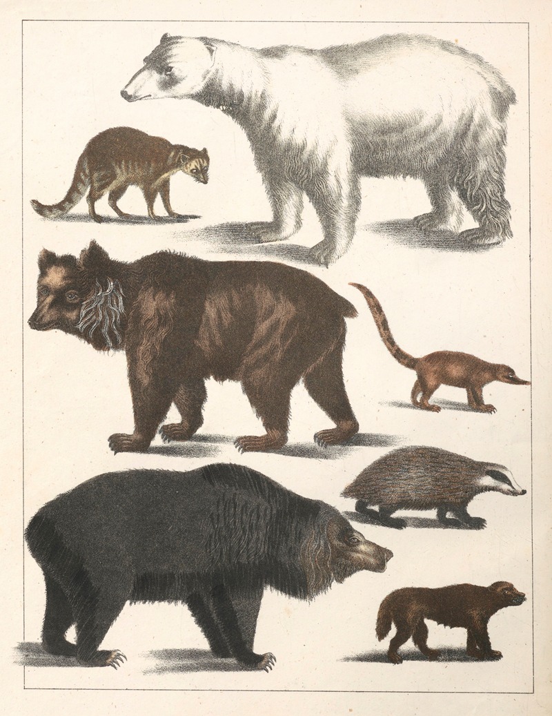 Anton Benedikt Reichenbach - Natural History (Galerya obrazowa zwiérząt czyli Historya naturalna) Pl.41